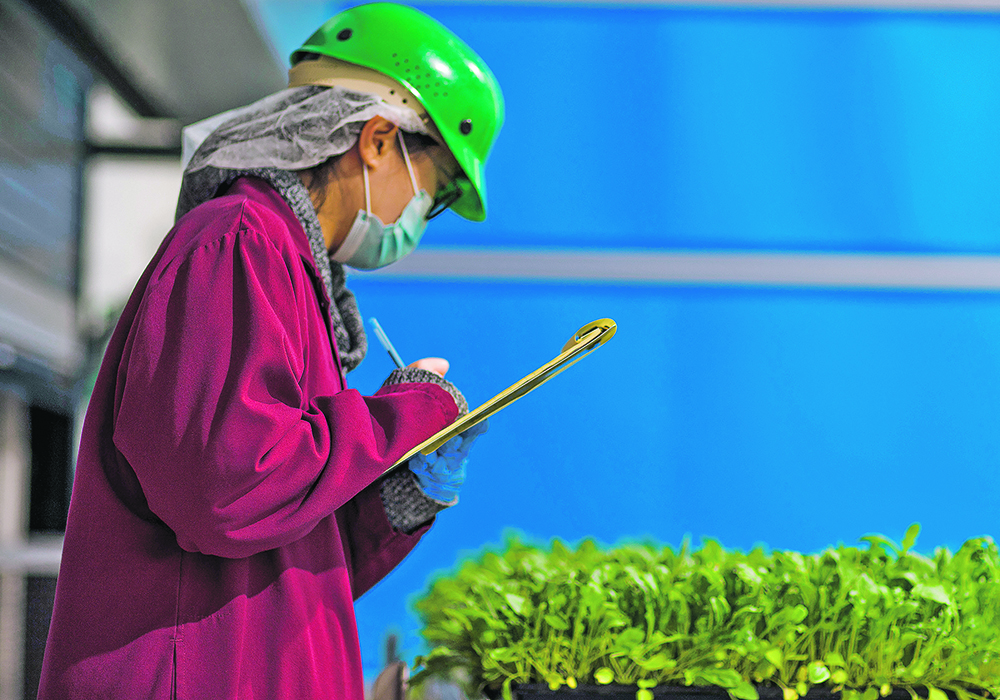 GoodLeaf Farms’ two new facilities will produce baby greens, including arugula, kale and spinach, and various micro-greens such as spicy mustard, radish and an Asian blend. One of the facilities will be built east of Ontario and the other in either British Columbia or Alberta. | GoodLeaf Farms photo