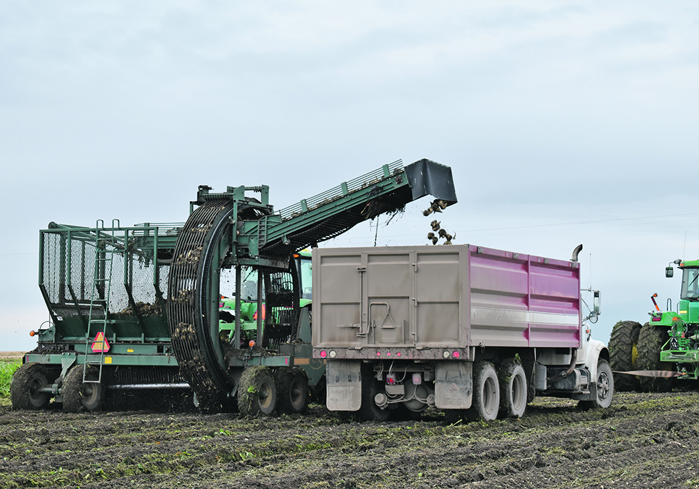 A total of 29,803 acres of beets were planted in southern Alberta last year, all under contract with Lantic Sugar. | File photo