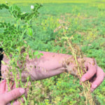 Ascochyta rabiei that’s strobilurin resistant is haunting prairie chickpea fields the past couple of seasons. There have been a variety of issues with the crop recently, finding one smokign gun hasn't been successful. | Sabine Banniza photo