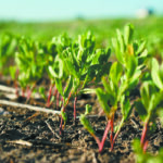 Lower crop emissions, such as N2O, in crops such as lentils green the farm footprint. | File photo