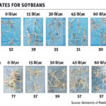 Hold the nitrogen when planting soybeans
