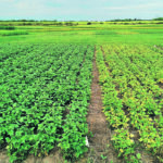 Black beans need nitrogen fertilizer to produce. Side by side treatments of 165 kg. of nitrogen per hectare and 45 show the difference. | ECRF/Mike Hall photo
