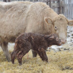 Despite our best preventive strategies we will still see some calving difficulties even in well-managed herds. | File photo