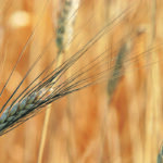 Algeria is a key customer for Canadian durum, averaging about 900,000 tonnes of imports per year in the past five years. | File photo