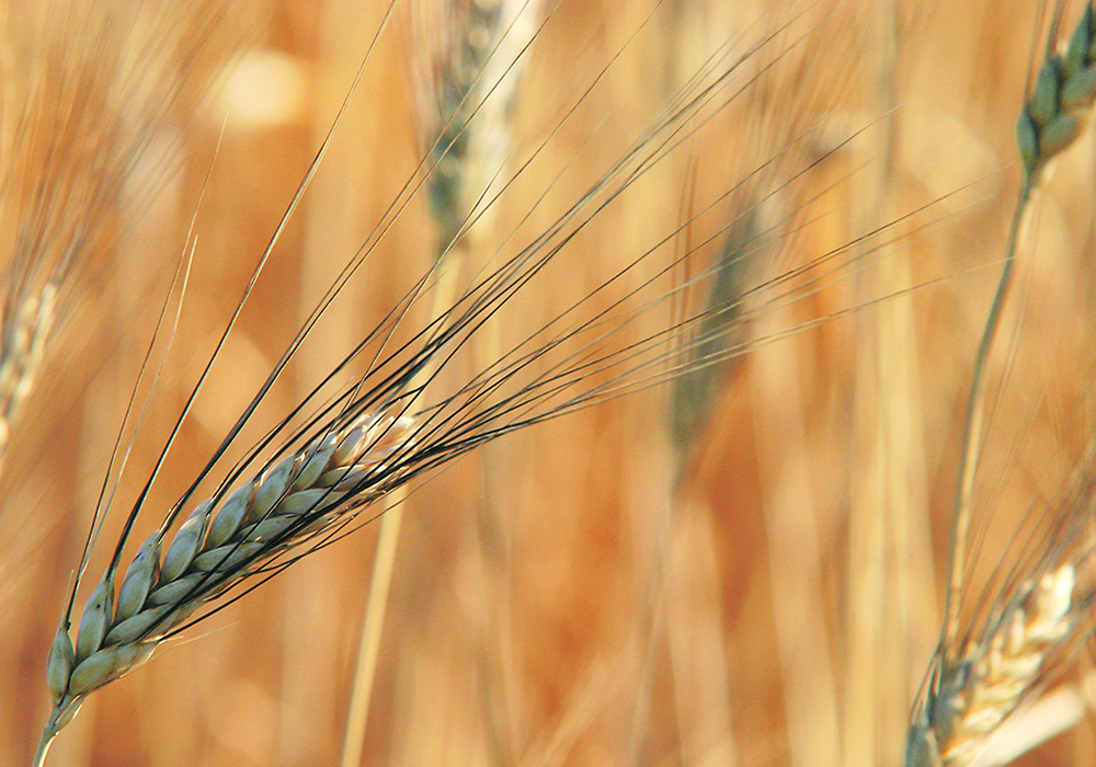 Algeria is a key customer for Canadian durum, averaging about 900,000 tonnes of imports per year in the past five years. | File photo