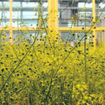 Camelina, will it be a growth crop? | Smart Earth Camelina Corp. photo