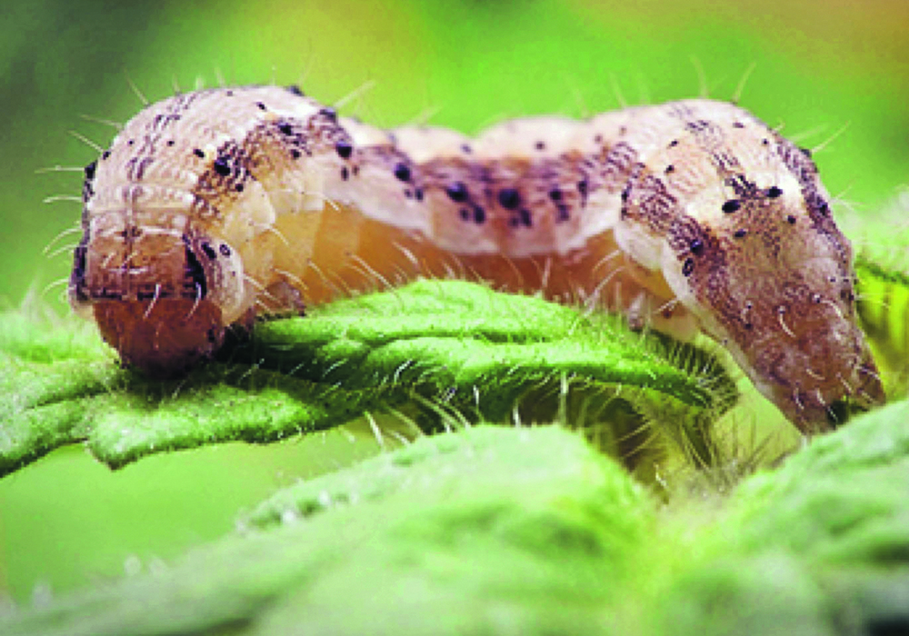 A fruitworm caterpillar feeds on leaves of a tomato plant.  |  Pennsylvania State University/Nike Sloff photo
