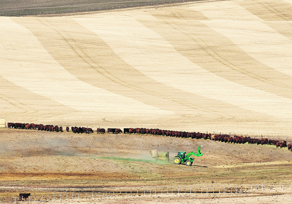 Processing capacity for the Canadian meat industry, including beef, is under federal review. Bill De Paoli feeds cattle at the DePaoli ranch west of Cayley, Alta. |  Mike Sturk photo