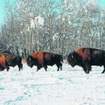 Canada has led the way in bison conservation, but the domestic herd remains at less than two percent of its historic population today. | File photo