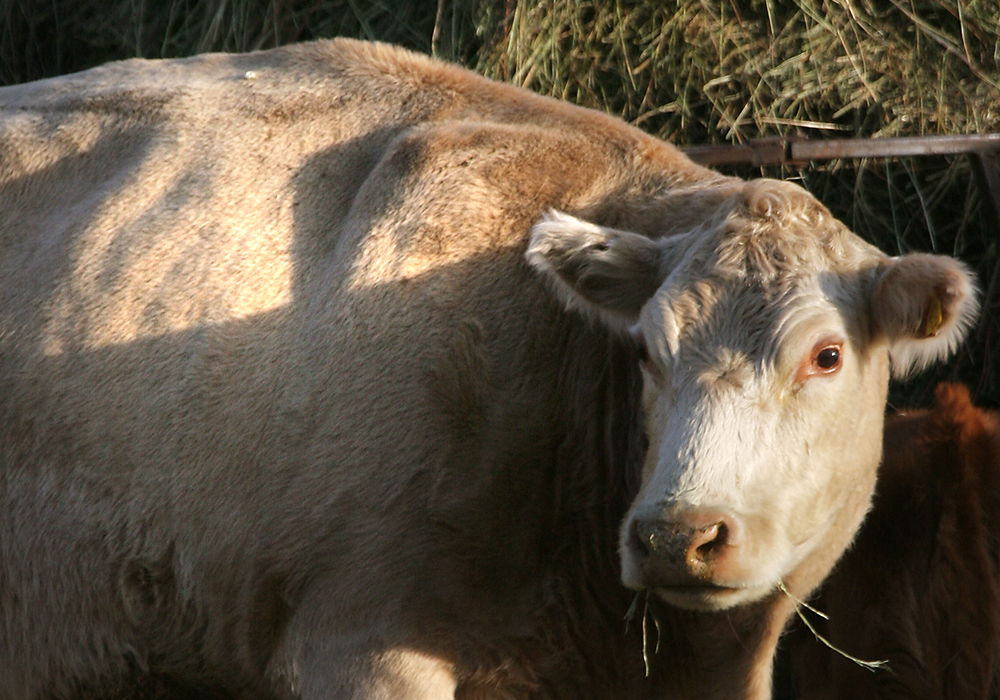 While the obvious cause of death or illness in a flock or herd may be apparent, it is good to ask, is that all that is going on? | File photo