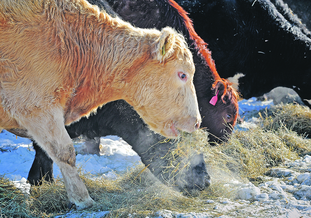 There is no room for straw in a post-calving ration, when a lactating cow’s protein and energy requirements are 25 percent greater than pre-calving. | File photo