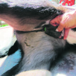 Banded calves can suffer irritation and pain when the band cuts through the dead skin and the dried-up scrotum and testicles are ready to fall off. | Heather Smith Thomas photo