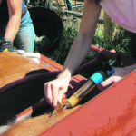 Producers need to know the disease they are dealing with before choosing a vaccine, which requires consultation with a veterinarian. | Heather Smith Thomas photo