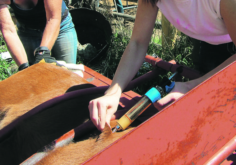 Cattle bloat early diagnosis, treatment is essential The Western