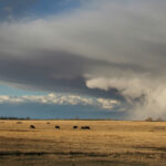 Saskatchewan Municipal Hail Insurance paid out $62 million to producers on 5,297 claims last year. | File photo