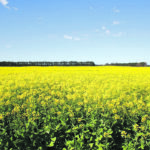 At only slightly more than 40 bushels per acre, Canadian canola yields are nowhere near the 52 set out in the 2025 plan, which combined with the envisioned acreage base would produce a crop of 26 million tonnes per year. | File photo
