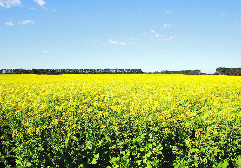 At only slightly more than 40 bushels per acre, Canadian canola yields are nowhere near the 52 set out in the 2025 plan, which combined with the envisioned acreage base would produce a crop of 26 million tonnes per year. | File photo