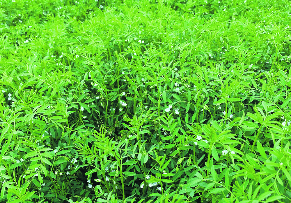 Drought concerns in Western Canada this year could have a significant impact on lentil yields. | File photo