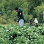 Ensuring foreign workers are safe and welcome ensures our access to a domestic food supply. There is a role for government here to ensure Canadian farms are as safe as we can make them. | File photo