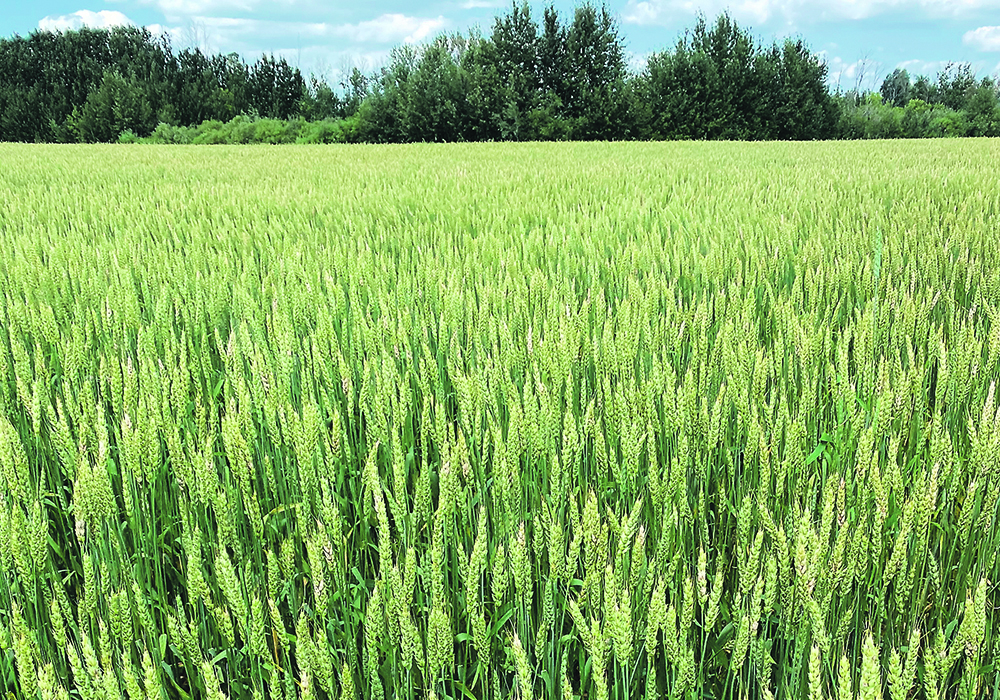 All parts of the wheat sector show what can be done when everyone comes together to set research goals. | File photo
