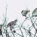 A flock of sharp-tailed grouse once paid a visit to a tree in the author’s front yard. | Robert Horne photo
