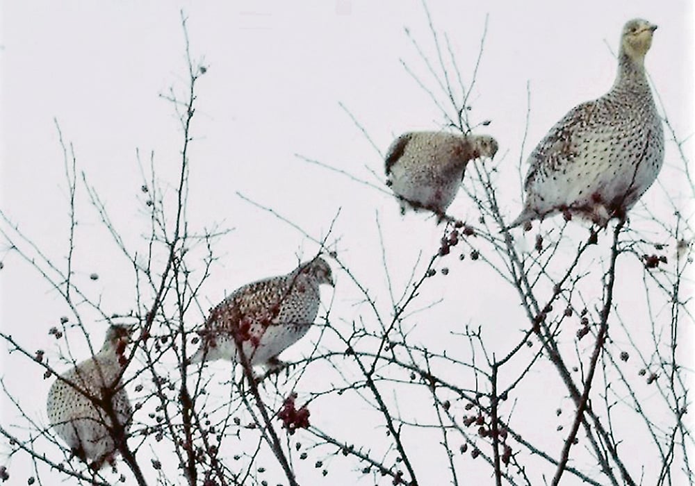 A flock of sharp-tailed grouse once paid a visit to a tree in the author’s front yard. | Robert Horne photo