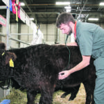 Veterinary students need to be encouraged to enter large animal practice when they graduate. | File photo