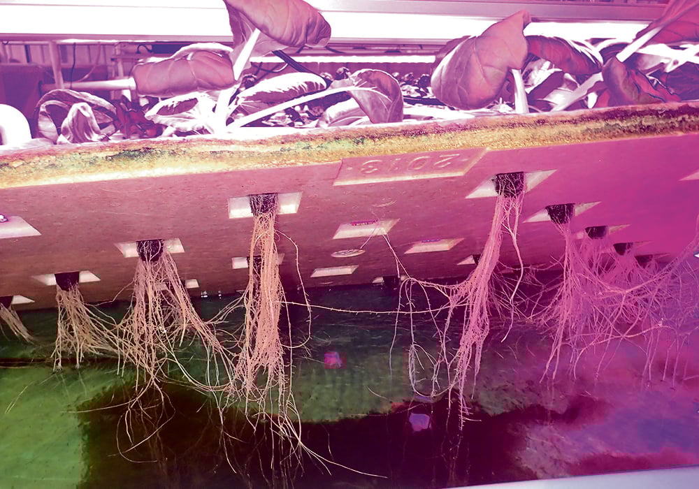 The Aquaculture Centre of Excellence at Lethbridge College has been researching closed systems that involve greenhouse-grown plants and fish production since 2003. | File photo