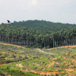 Ever expanding markets for fuel made from vegetable oil could put pressure on producers to expand palm oil production in Southern Asia and result in significant environmental repercussions. It’s one example of the potential side-effects of overuse of biofuel. | Reuters/Edgar Su photo