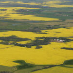 The Saskatchewan government hopes other canola processors planned for the province could help it reach its goal of crushing 75 percent of its production by 2030. | File photo