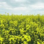 At least 19 of the pathotypes documented on the Prairies are no longer affected by “first generation” genetic resistance that has been built into recently developed clubroot-resistant canola varieties. | File photo