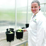 Tory Clarke from the Australian Research Council’s Centre of Excellence for Translational Photosynthesis hopes her research of plants’ absorption of carbon will eventually increase crop productivity. | Australian National University/ Natalia Bateman photo