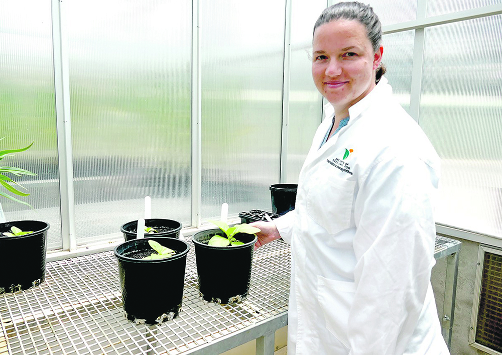 Tory Clarke from the Australian Research Council’s Centre of Excellence for Translational Photosynthesis hopes her research of plants’ absorption of carbon will eventually increase crop productivity. | Australian National University/ Natalia Bateman photo