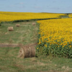 Growers in the prairie pothole region of North Dakota, where blackbirds are common, likely suffer yield losses of five percent, seven percent or higher. | File photo