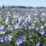 The U.S. Department of Agriculture is forecasting 400,000 acres of flax will be planted in that country this spring, a 31 percent increase over last year. | File photo