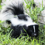 Finding a skunk under the porch was bad enough, but then the school inspector made a visit. | Getty Images