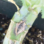 Research helps producers select cultivars and provides plant breeders tools to ensure that blackleg major gene resistance lasts. | File photo