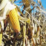 Scientists hope increasing the number of kernels per corn cob will help meet global food demands more sustainably. | File photo