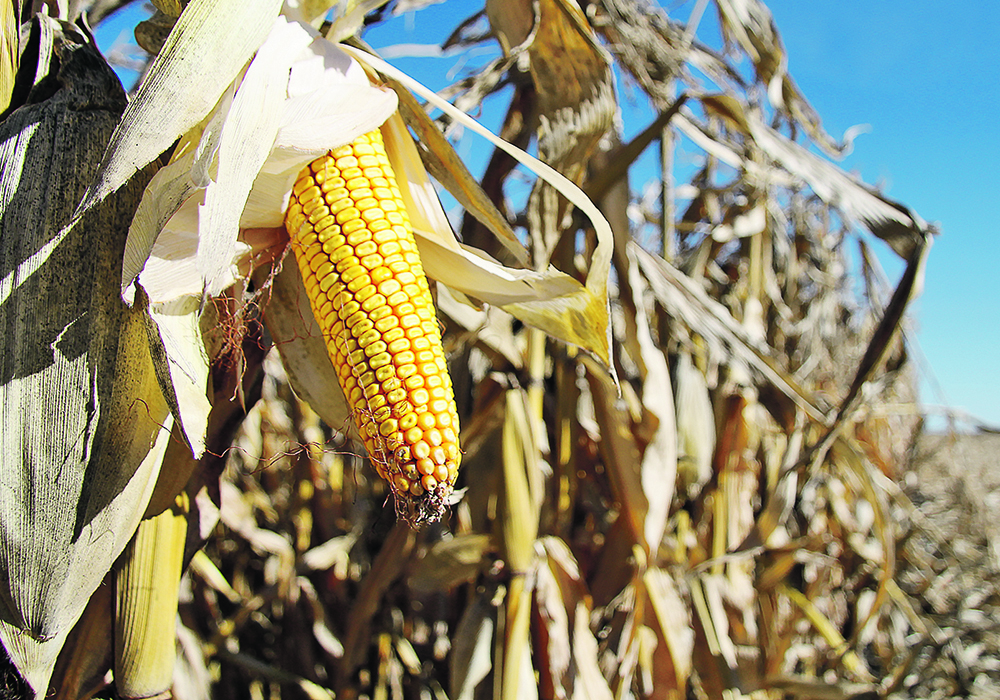 Scientists hope increasing the number of kernels per corn cob will help meet global food demands more sustainably. | File photo