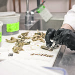 A pathologist trims the formalin fixed tissues from a postmortem examination in the diagnostic services unit at the University of Calgary’s Faculty of Veterinary Medicine. Specific areas of the tissue are selected so that they can be processed and made into glass slides for review under the microscope. | University of Calgary/Jager and Kokemor photo