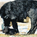 The birthing period and the subsequent first few days of life have been shown to be the most hazardous time of a calf’s life. | Mike Sturk photo