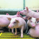 Canadian feeder pig shipments saw radical swings as COVID-19 unfolded, falling 21 percent in May but surging by 21 percent in September compared to summer levels. | File photo