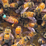 High winter bee losses and pandemic-related import challenges that prevent some beekeepers from obtaining new queens have revived interest in producing queens domestically. | University of Lethbridge photo
