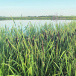 A University of Saskatchewan study is comparing different field management practices that may lower pesticide use and wetland contamination while enhancing farmland biodiversity. | File photo
