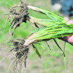 Scientists discovered that cereal roots with a certain genotype have a greater concentration of lignin, which gives them greater tensile strength and more bending force at their tips. | File photo