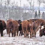 Cow-calf producers must decide whether to expand their herds in anticipation that demand will grow after the pandemic is over or instead focus on carefully stewarding low-cost efficiency rather than expansion. | Maria Johnson photo