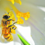 Western Canadian beekeepers have long supported the use of neonic seed treatments, arguing they’re safer than foliar insecticides. | File photo