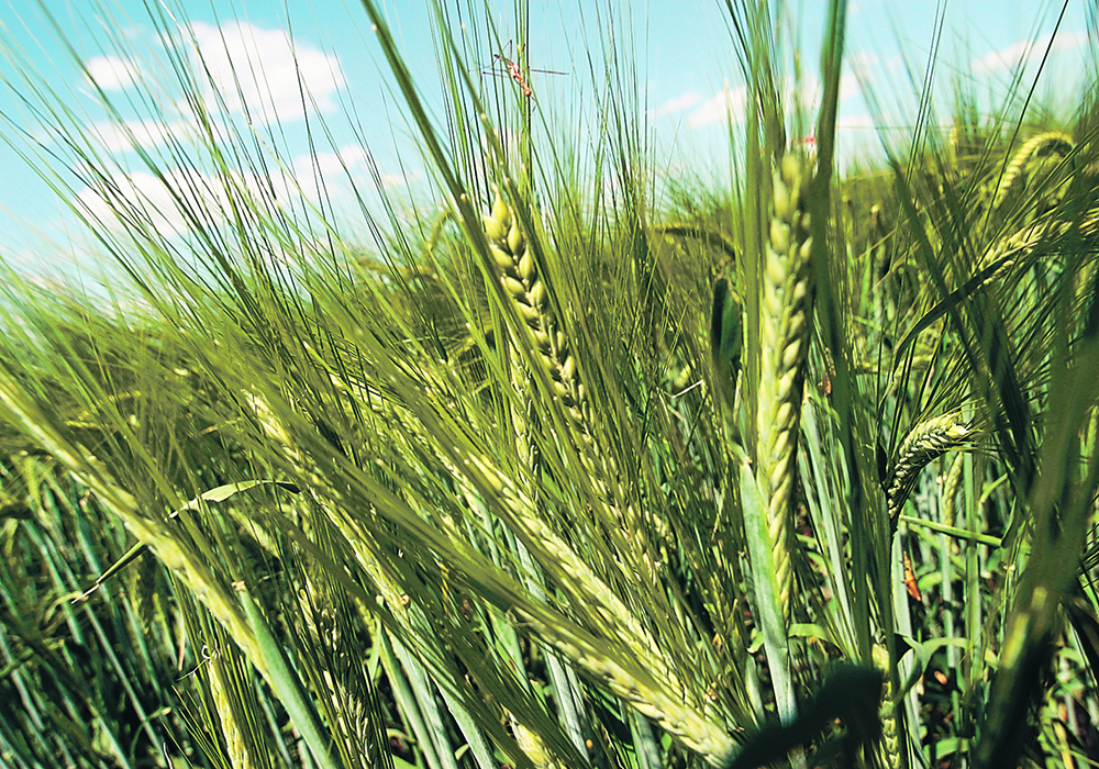 Growers wonder why today’s new crop malt barley contracts are not being offered in the $6.50 to $7 per bushel range, considering that they can sign new crop feed barley contracts for $6. | File photo
