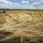 Farmers must deal with everything from trade uncertainties to the weather, and if governments want to ensure participation in the carbon offsets plan, producers need to have a voice, said Hannah Konschuh, a farmer who lives near Cluny, Alta. | File photo