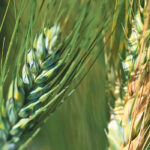 Last month, the Alberta Seed Processors released an interim report that quantifies the incidence of fusarium on seed samples submitted to Alberta seed testing labs. | File photo
